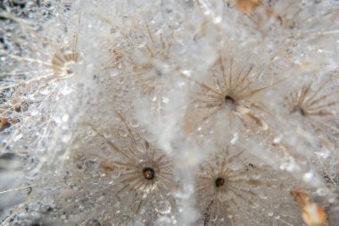 Çiçek üzerine su damlaları