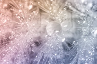 Kürkte makro su damlaları