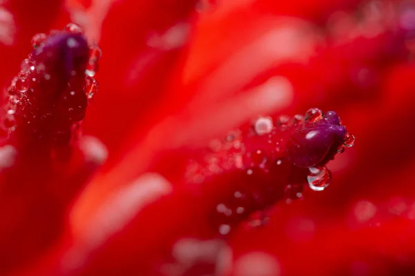宏观背景 水滴在粉红的花朵上 — 图库照片