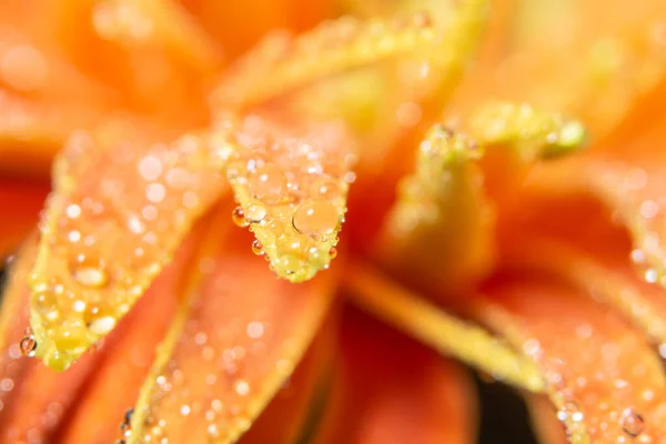 Gouttes Eau Sur Les Pétales Fleurs Orange — Photo