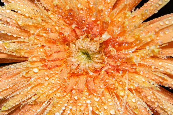 Gouttes Eau Sur Les Pétales Fleurs Orange — Photo