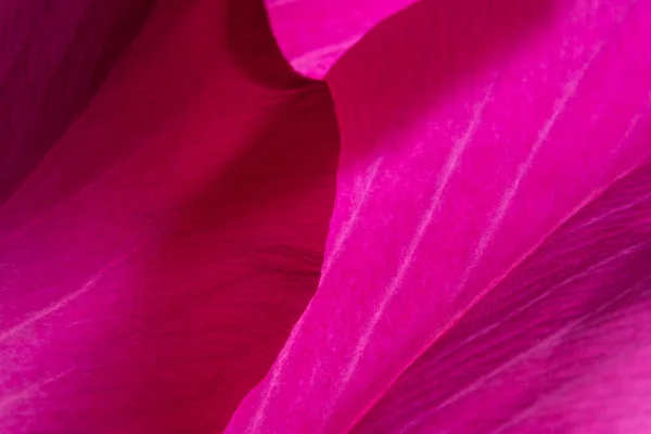 Růžové Květy Makro Pozadí — Stock fotografie