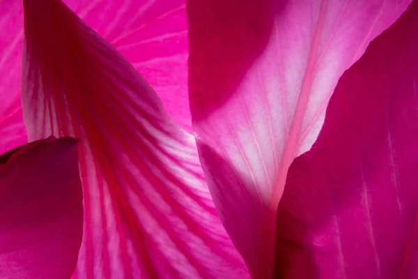 Pink Flowers Macro Background — Stock Photo, Image