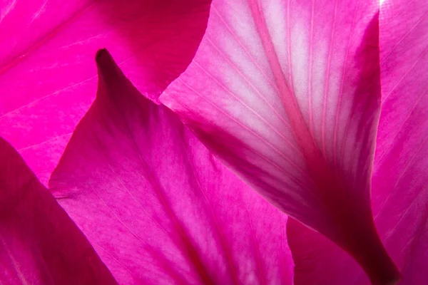 Ροζ Λουλούδια Μακροεντολή Φόντο — Φωτογραφία Αρχείου