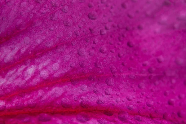 Makrotropfen Auf Rosa Blütenblättern — Stockfoto