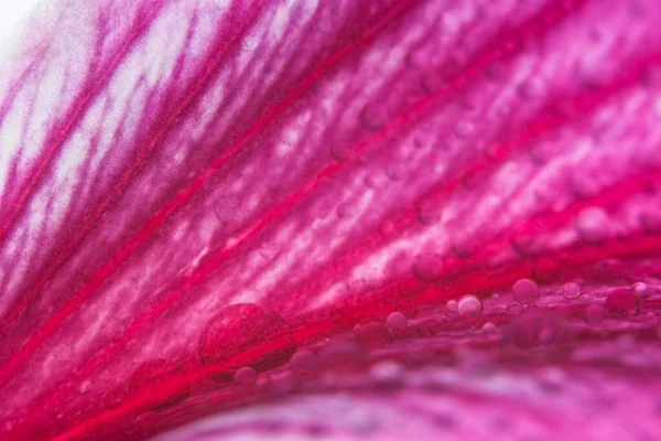 Makrotropfen Auf Rosa Blütenblättern — Stockfoto