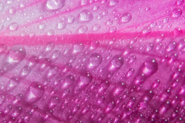 Wassertropfen Auf Rosa Blütenblättern — Stockfoto