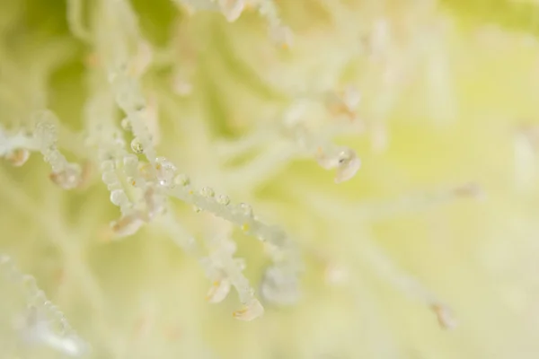 Krople Wody Płatki Kwiatów Syzygium — Zdjęcie stockowe