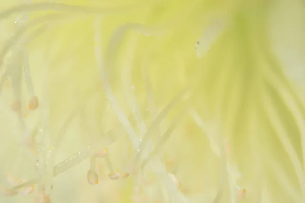 Vízcsepp Virágszirmok Syzygium — Stock Fotó