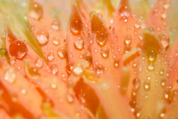 花瓣上的宏观水滴背景 — 图库照片