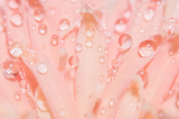 宏观背景 粉色花瓣 — 图库照片