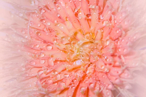 マクロ背景 ピンクの花の花弁 — ストック写真