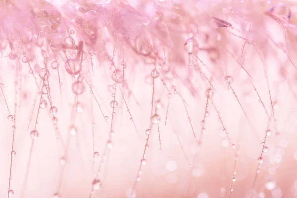 粉红羽草上的水滴背景 — 图库照片