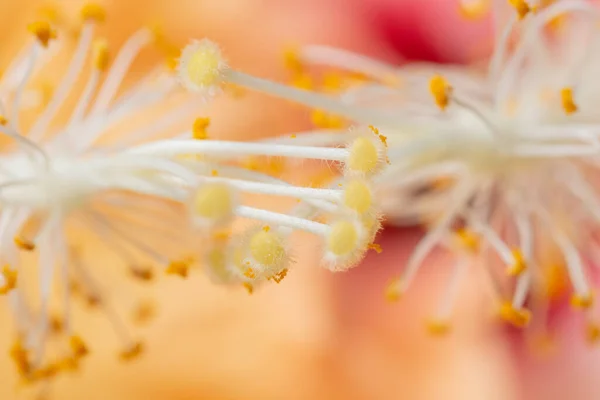 Tło Pyłek Makro Pomarańczowy — Zdjęcie stockowe