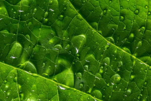 Vattendroppar Gröna Blad — Stockfoto