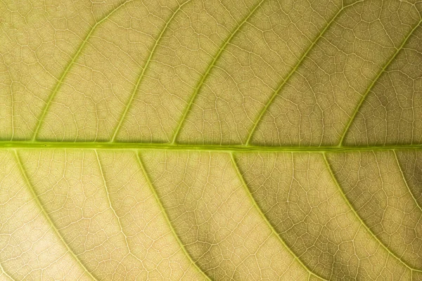 緑の葉のマクロ背景 — ストック写真