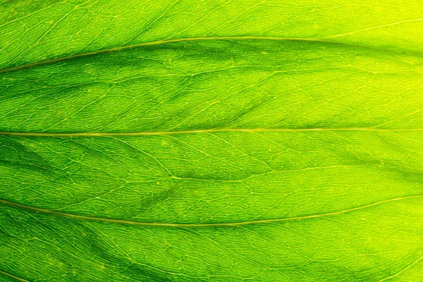 Makro Bakgrund Gröna Blad — Stockfoto