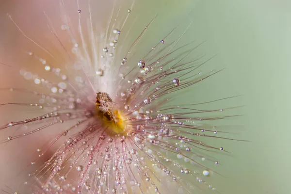 宏观背景下 野花上的水滴 — 图库照片