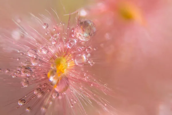 Makrohintergrund Wassertropfen Auf Wildblumen — Stockfoto