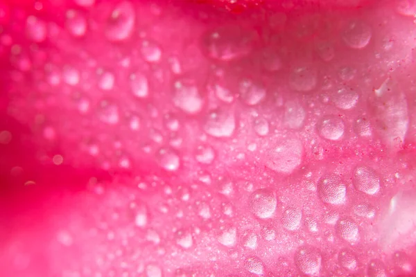 Hintergrund Von Wassertropfen Auf Rosa Blütenblättern — Stockfoto