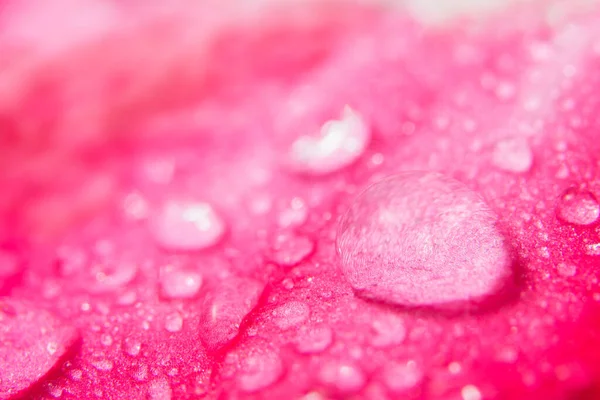粉色花瓣上水滴的背景 — 图库照片