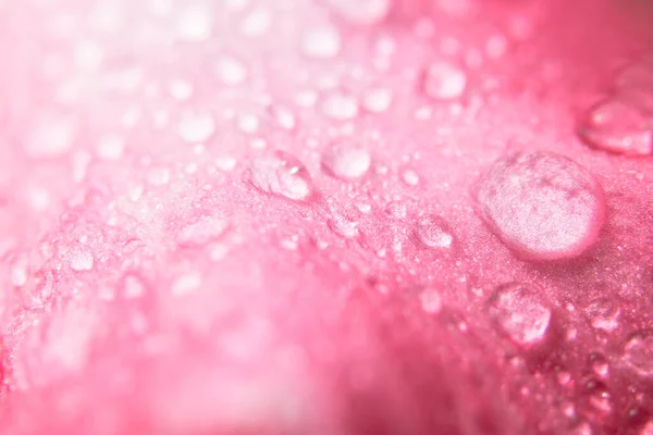 Gotas Água Pétalas Flor Rosa — Fotografia de Stock