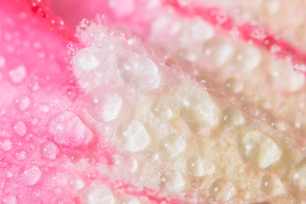 Water Drops Pink Flower Petals Background — Stock Photo, Image