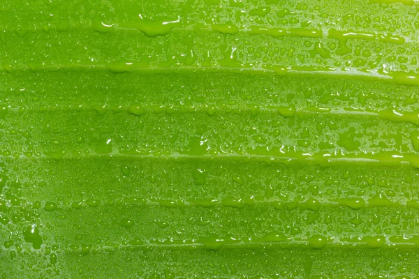 Wassertropfen Auf Grünen Blättern — Stockfoto