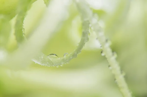 Makro Tło Kropla Wody Płatki Kwiatów Kolor Zielony — Zdjęcie stockowe