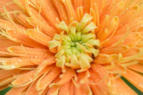 Achtergrond Water Druppels Oranje Gerbera — Stockfoto