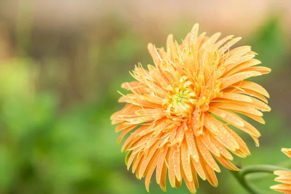 Neem Een Close Van Oranje Gerbera — Stockfoto