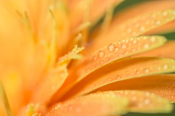 Macro Water Drops Petals Orange Gerbera — Stock Photo, Image