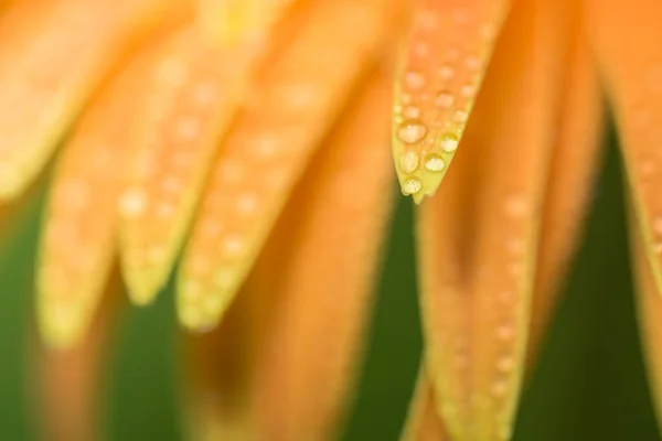 Macro Water Druppels Blaadjes Van Oranje Gerbera — Stockfoto