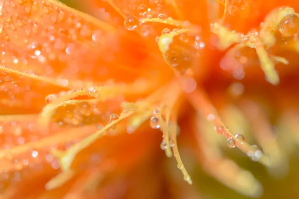 Macro Gouttes Eau Sur Les Pétales Gerbera Orange — Photo