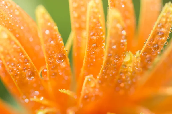 Macro Water Druppels Blaadjes Van Oranje Gerbera — Stockfoto