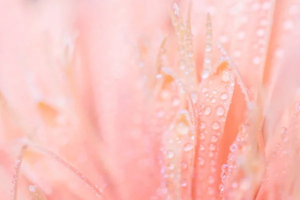 粉红芙蓉的背景水滴 — 图库照片