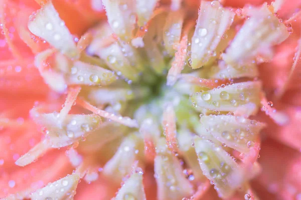 粉红芙蓉的背景水滴 — 图库照片
