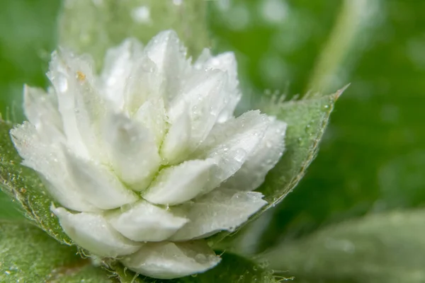 Biały Dziki Kwiat Makro — Zdjęcie stockowe