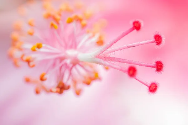 Hintergrund Makroblume Rosa — Stockfoto