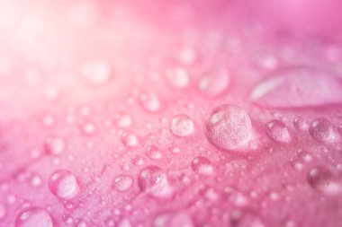 Su çiçeği yaprakları üzerinde makro arkaplan