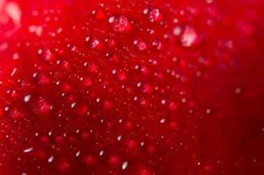 Su çiçeği yaprakları üzerinde makro arkaplan