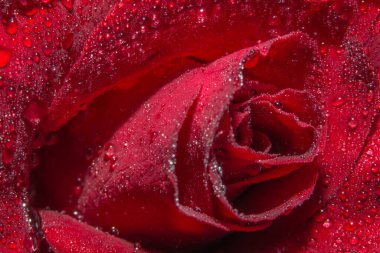 Kırmızı güller üzerinde su damlalarının makro arkaplanı