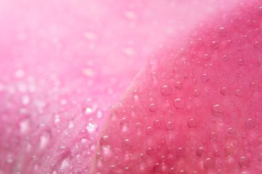 Pembe güllerin yapraklarında arka plan makro su damlacıkları