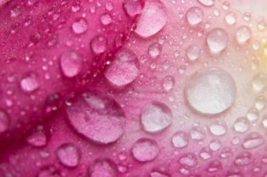 Pembe güllerin yapraklarında arka plan makro su damlacıkları