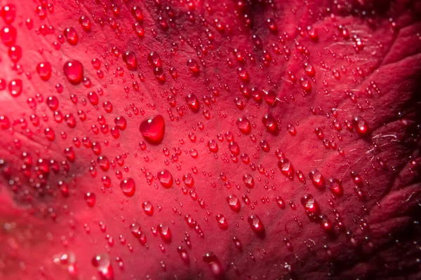 Fundo Macro Gotas Água Rosas Vermelhas — Fotografia de Stock