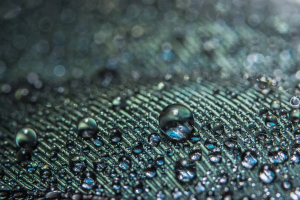 Background Macro Water Drops Feathers — Stock Photo, Image