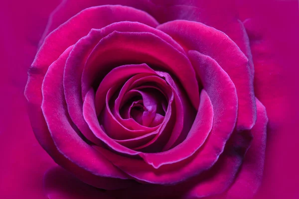 Tło Makro Różowe Róże — Zdjęcie stockowe