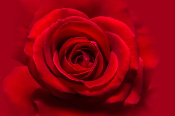 Fond Macro Roses Rouges — Photo