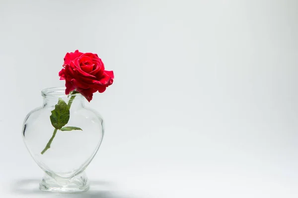 Miłość Walentynki Tło Czerwonych Róż Butelce Kształcie Serca — Zdjęcie stockowe