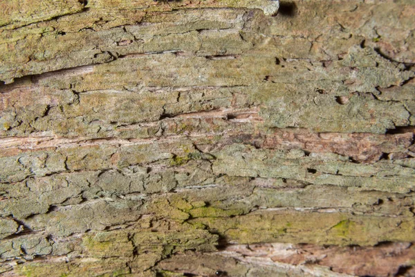 Pannello Legno Macro Sfondo — Foto Stock